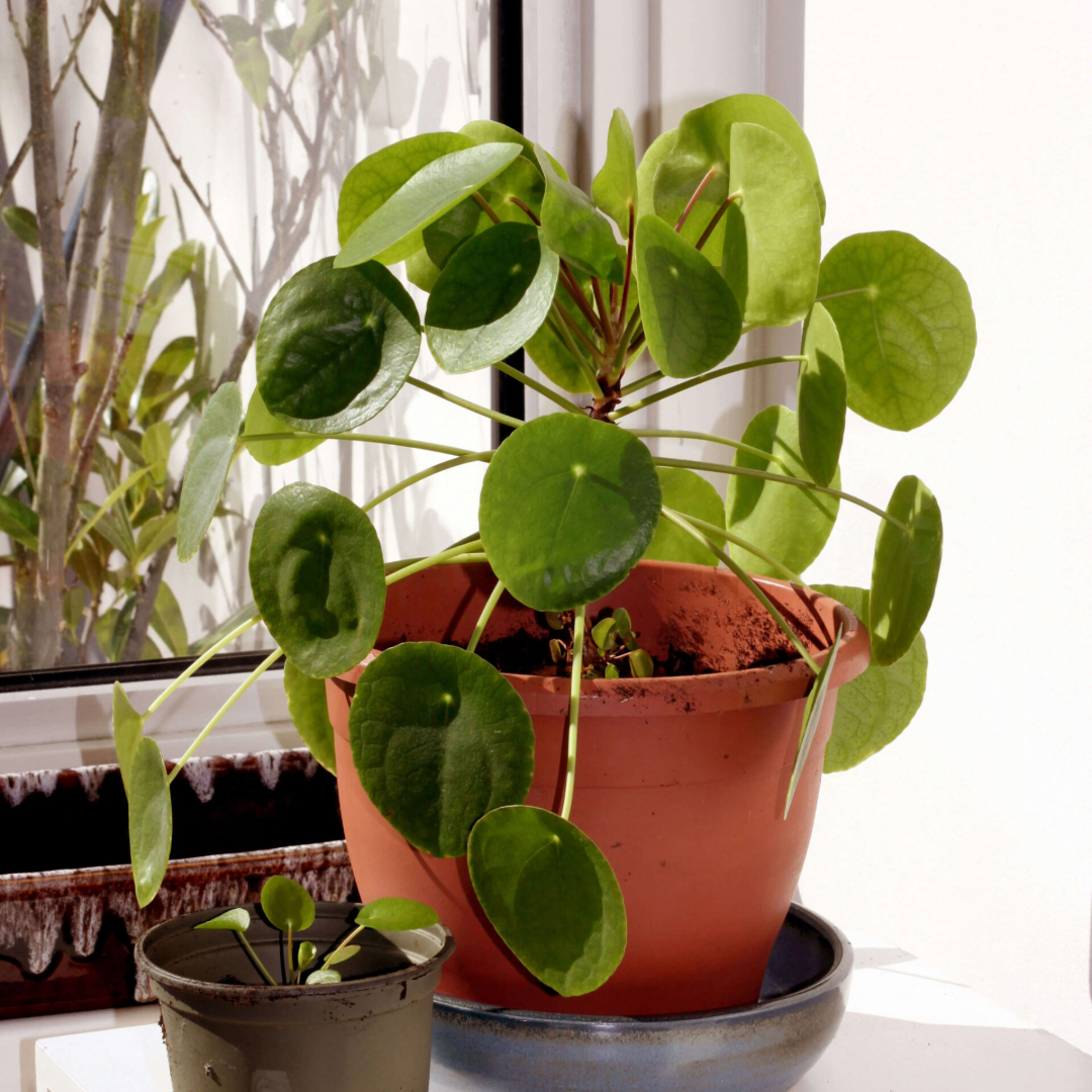 Pilea Peperomia