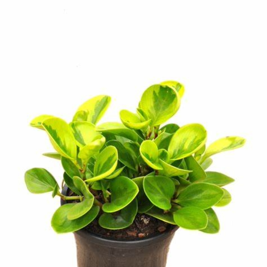 Peperomia Obtusifolia Lime