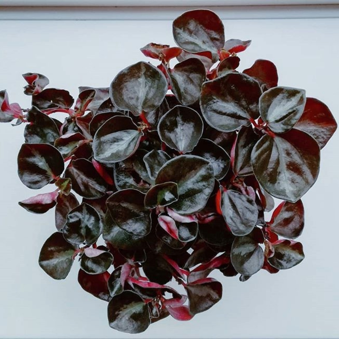 Peperomia Metallica