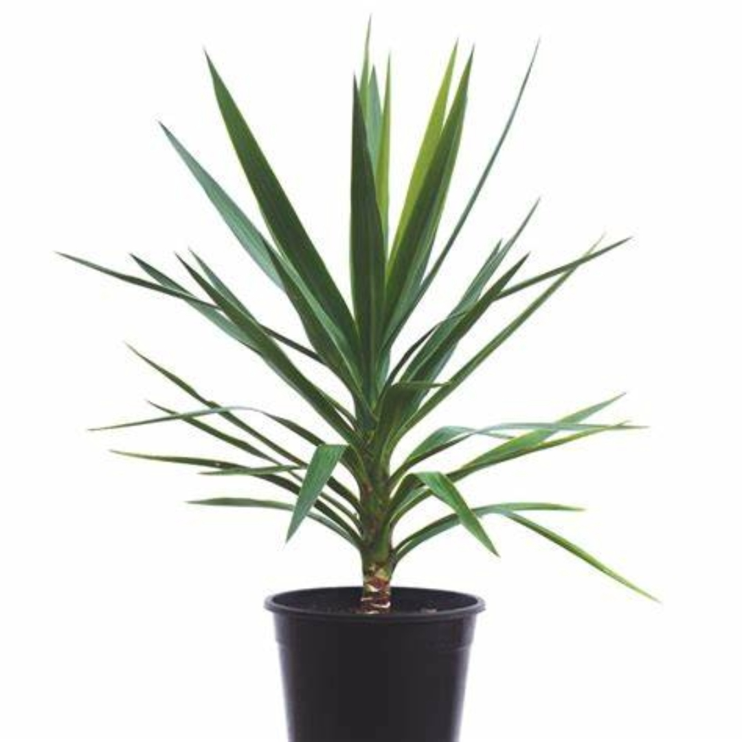 Yucca elephantipes green