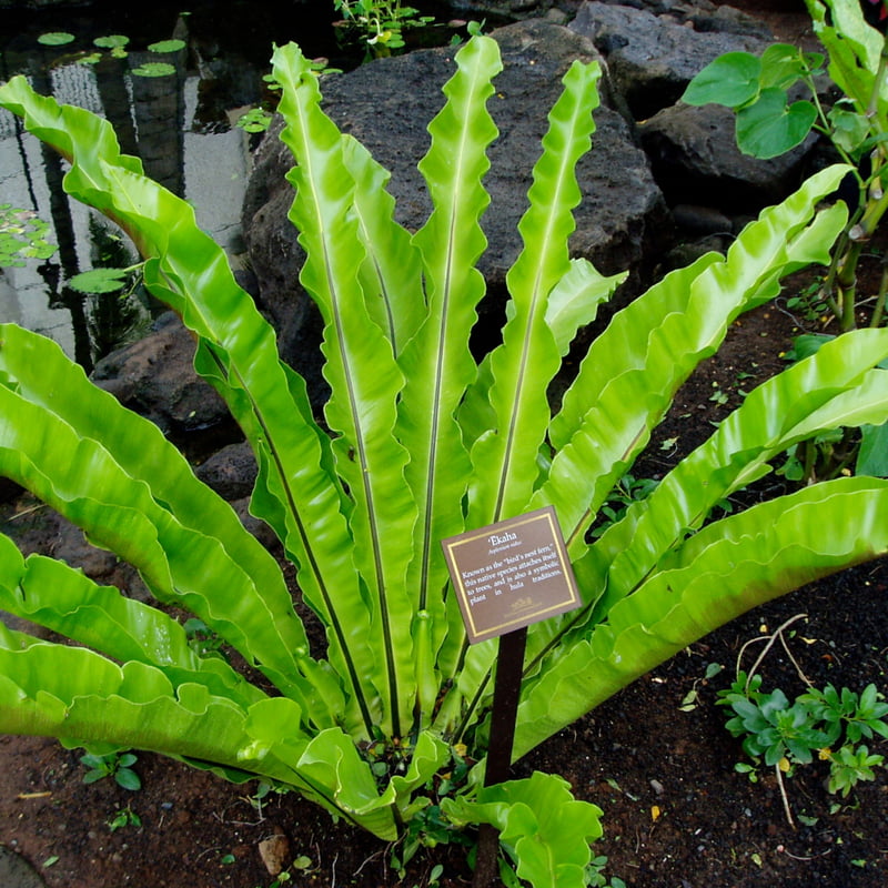 Bird Nest Fern - Antiquum