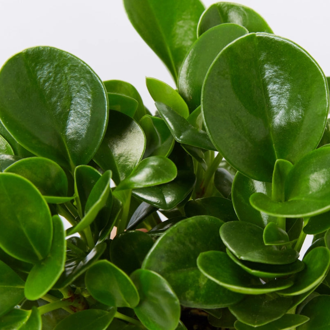 Peperomia Jade