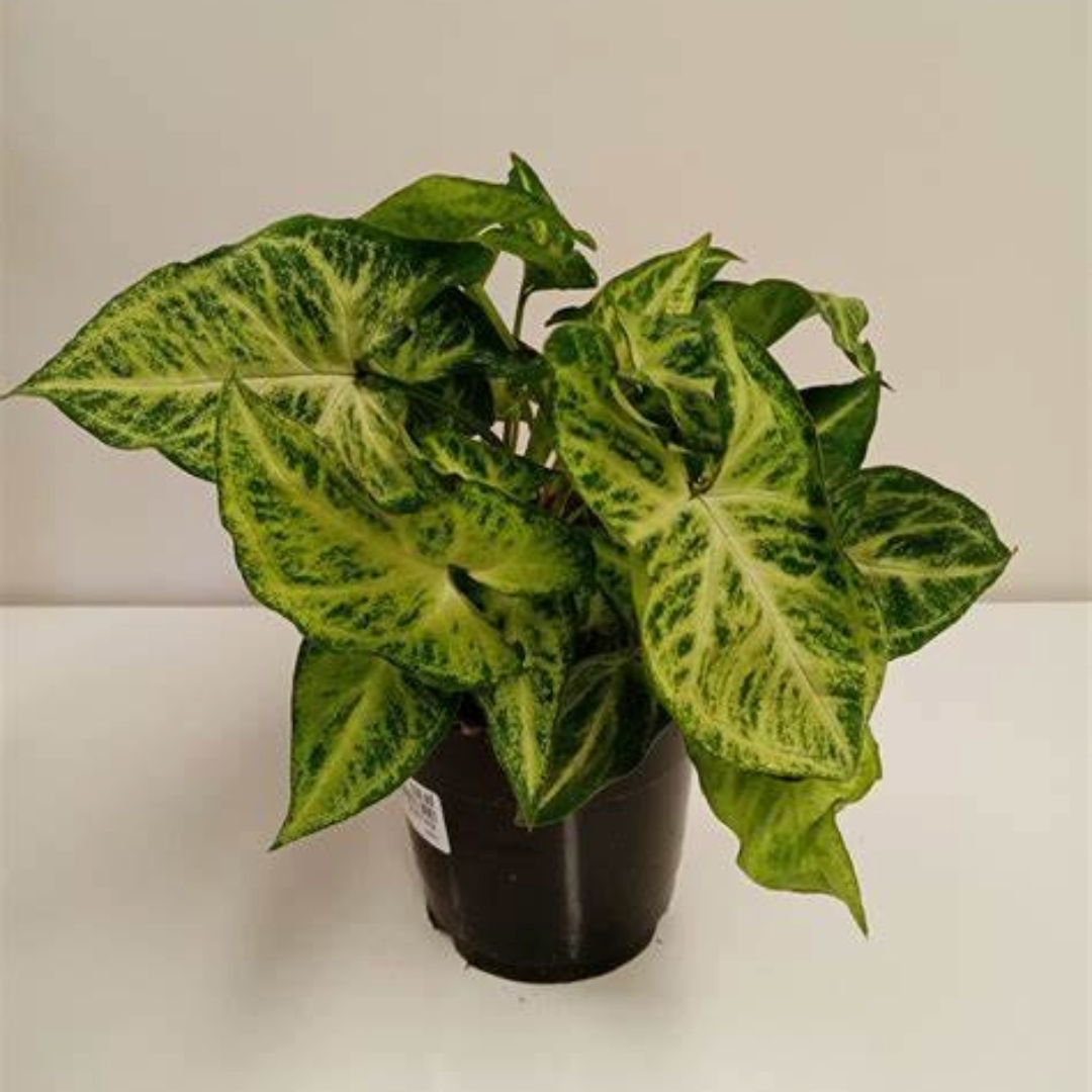 Syngonium robusta Syngonium robusta