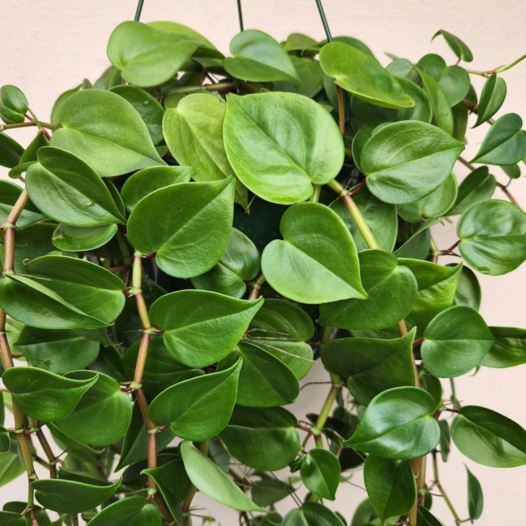 Peperomia Scandense
