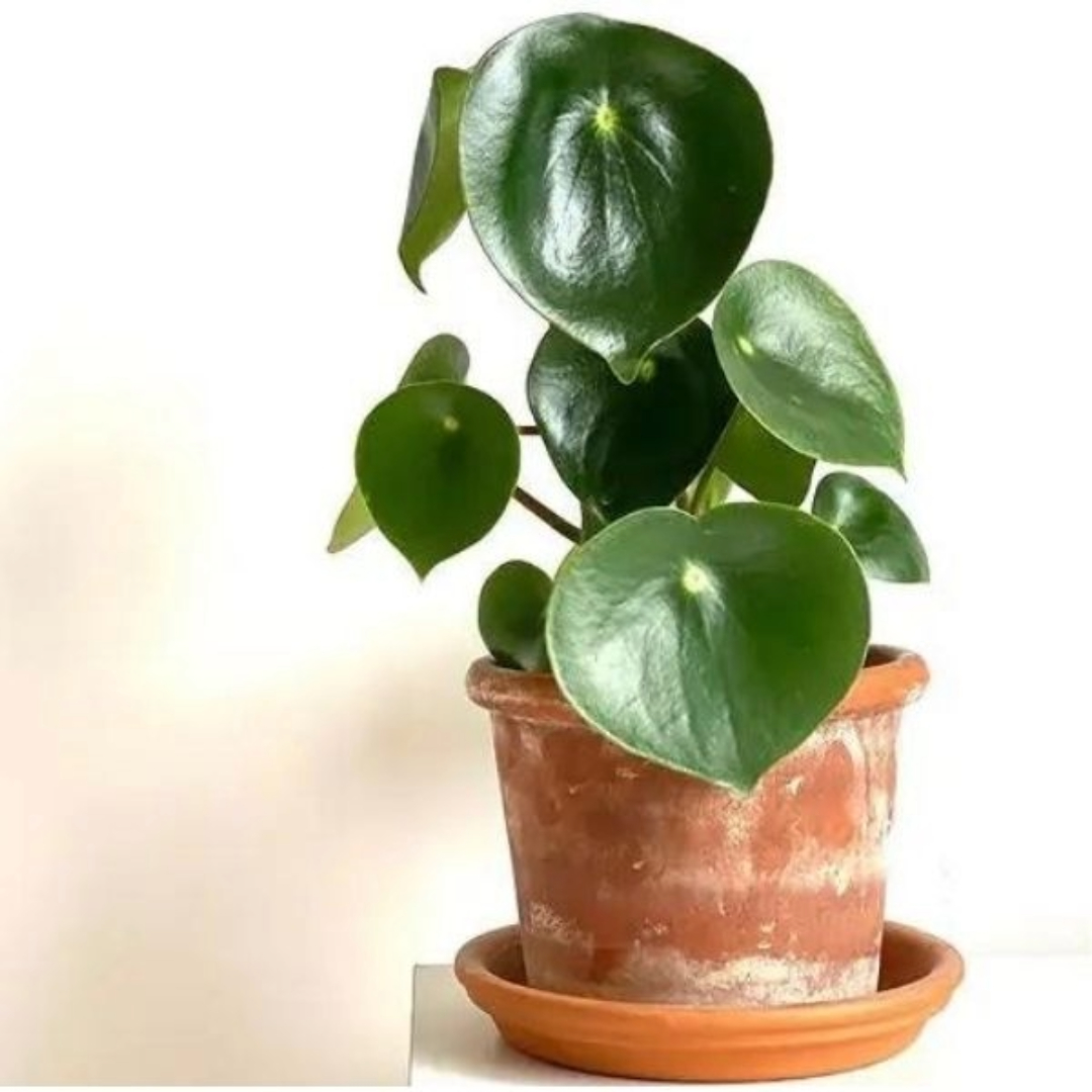 Peperomia Polybotrya