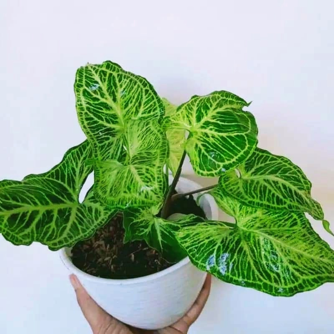 Syngonium Batik Syngonium Batik