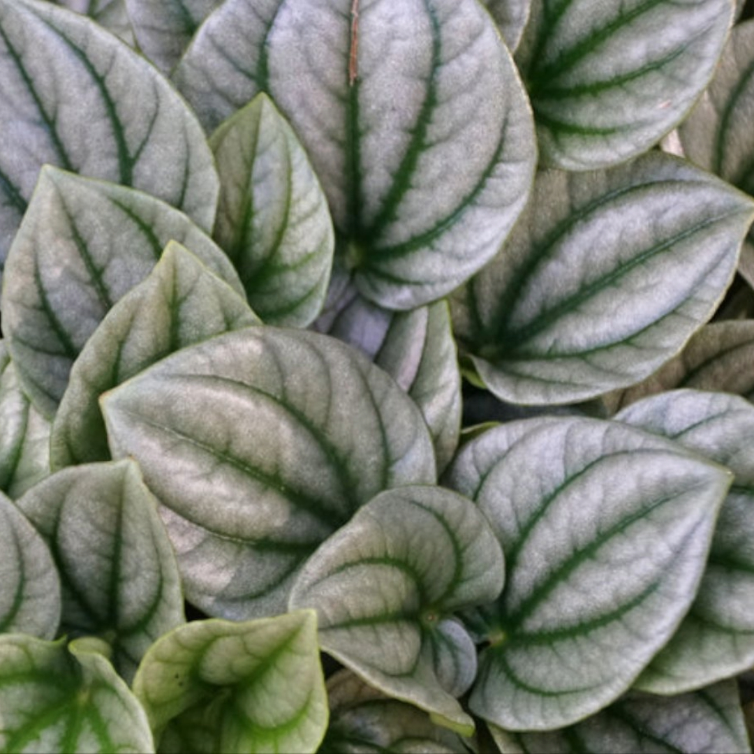 Peperomia Silver Ripple