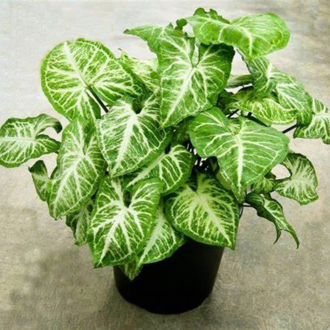 Syngonium Arrow Head