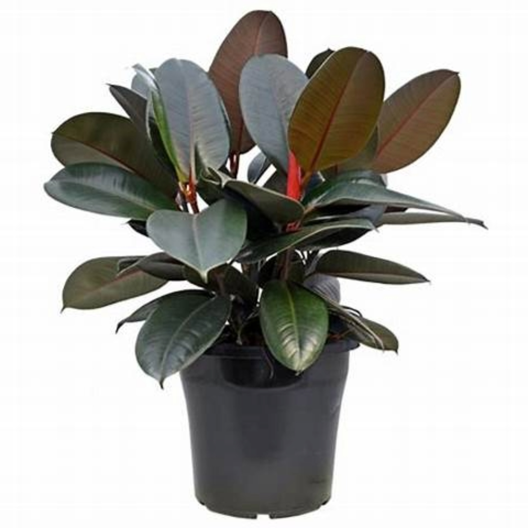 Ficus Burgundy Ficus Burgundy