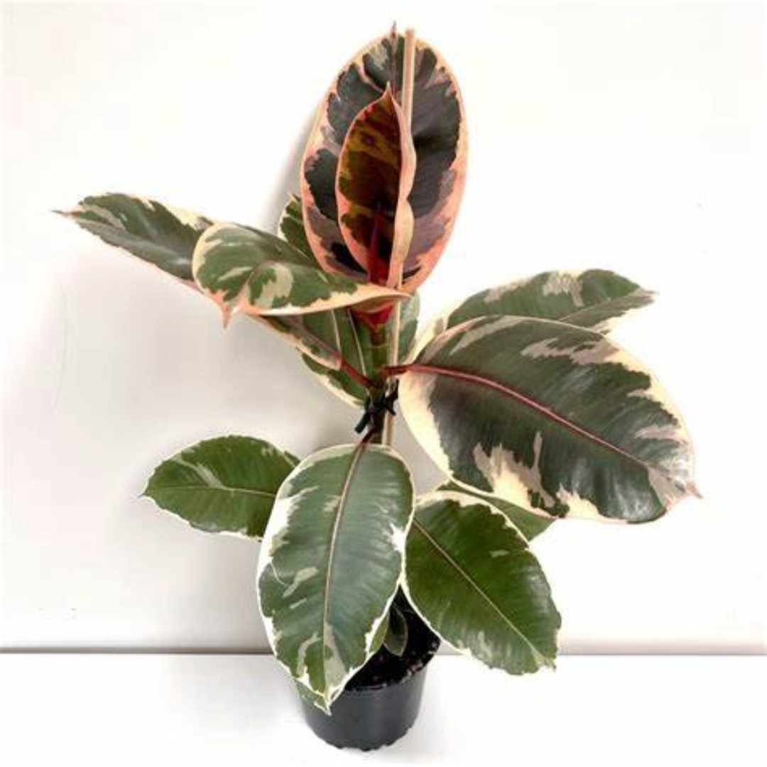 Ficus Ruby