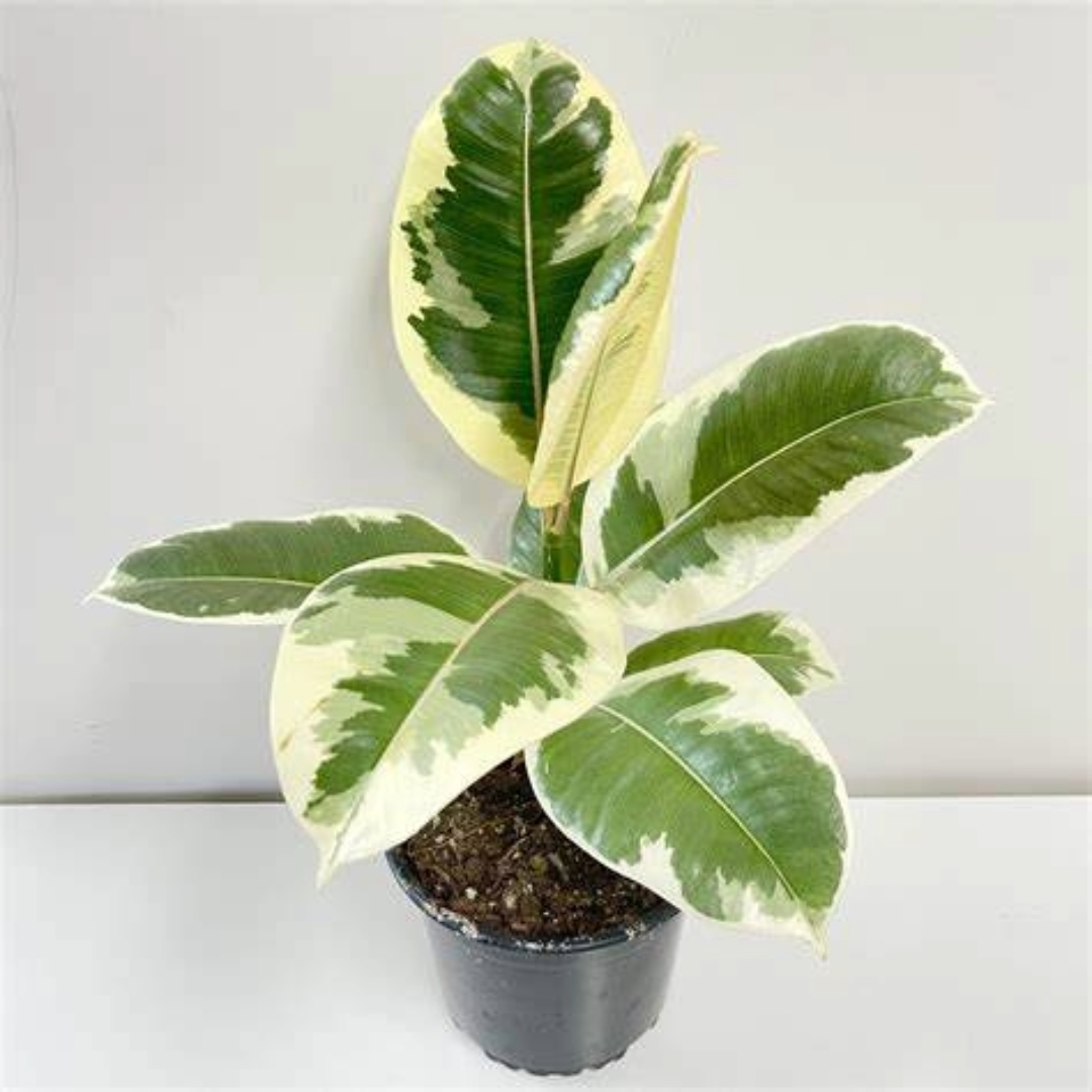 Ficus Tineke