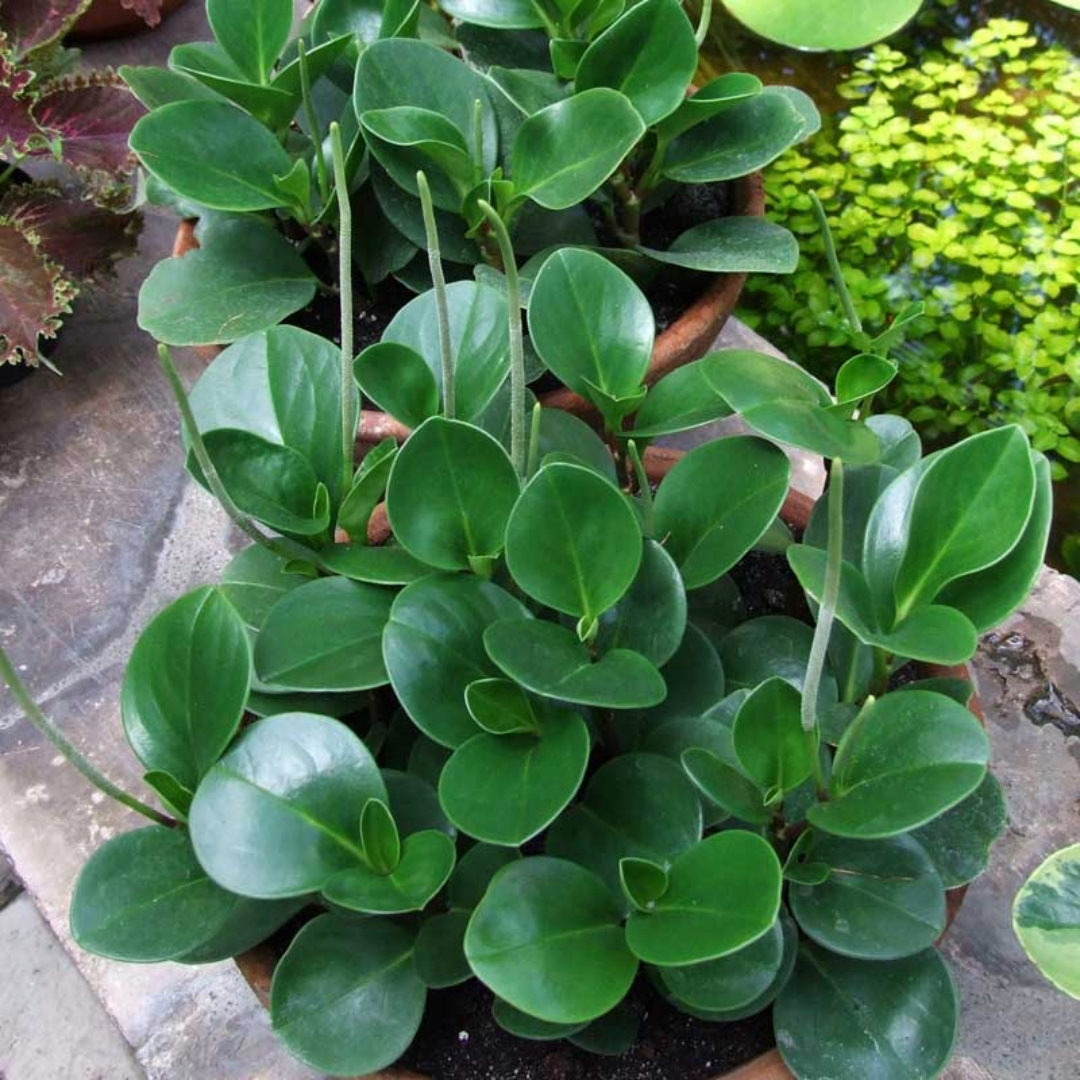 Peperomia Orba Peperomia Orba