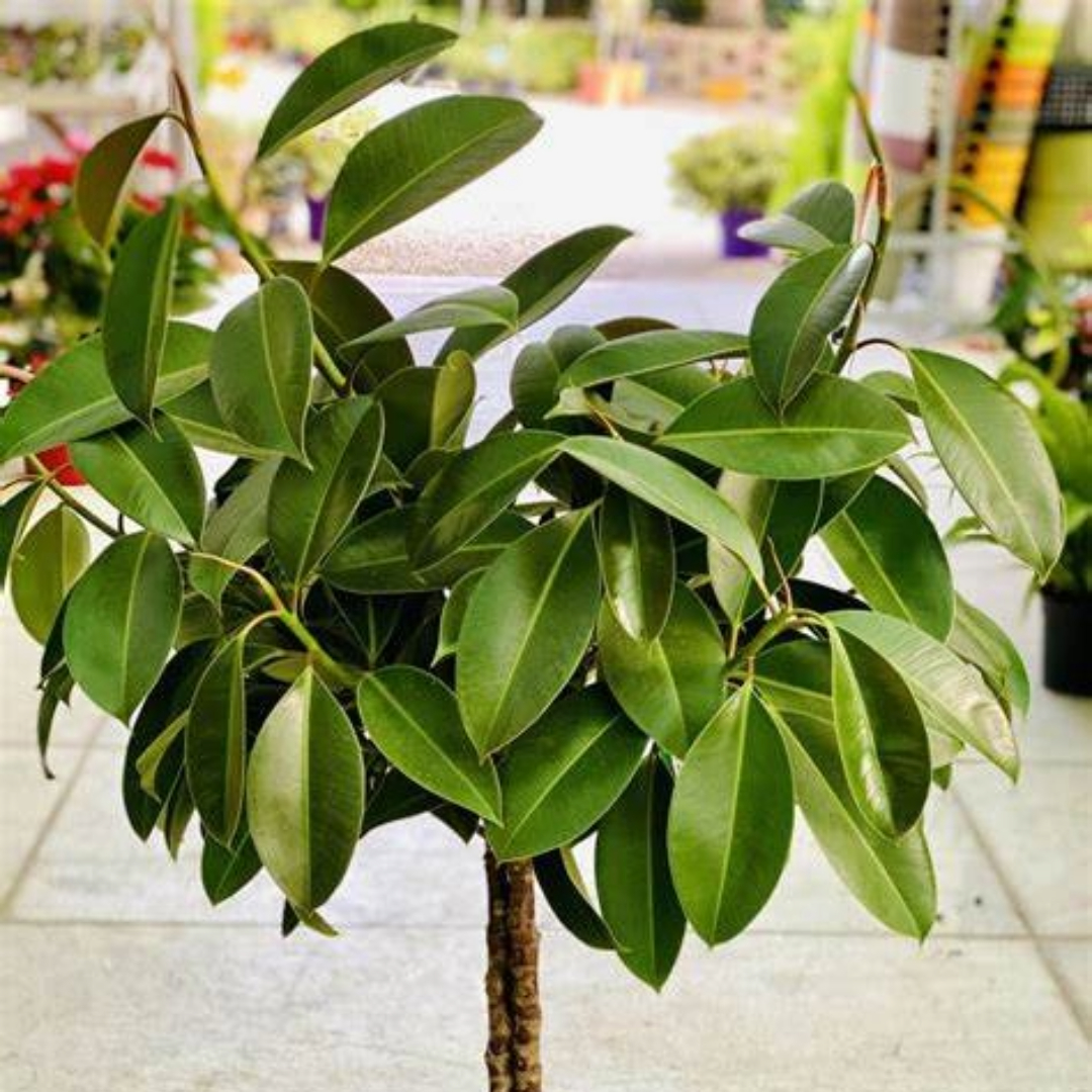 Ficus Melany