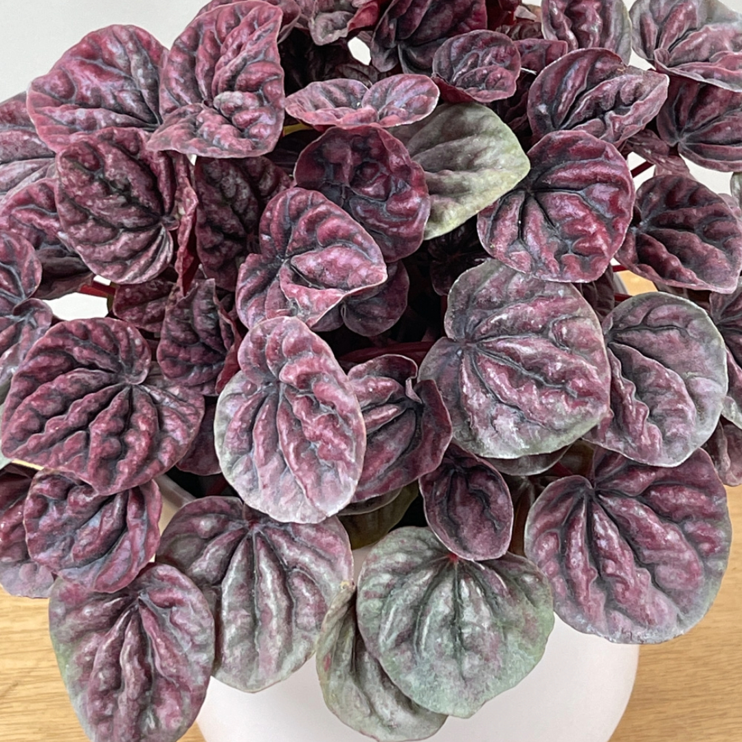 Peperomia Schumi Red