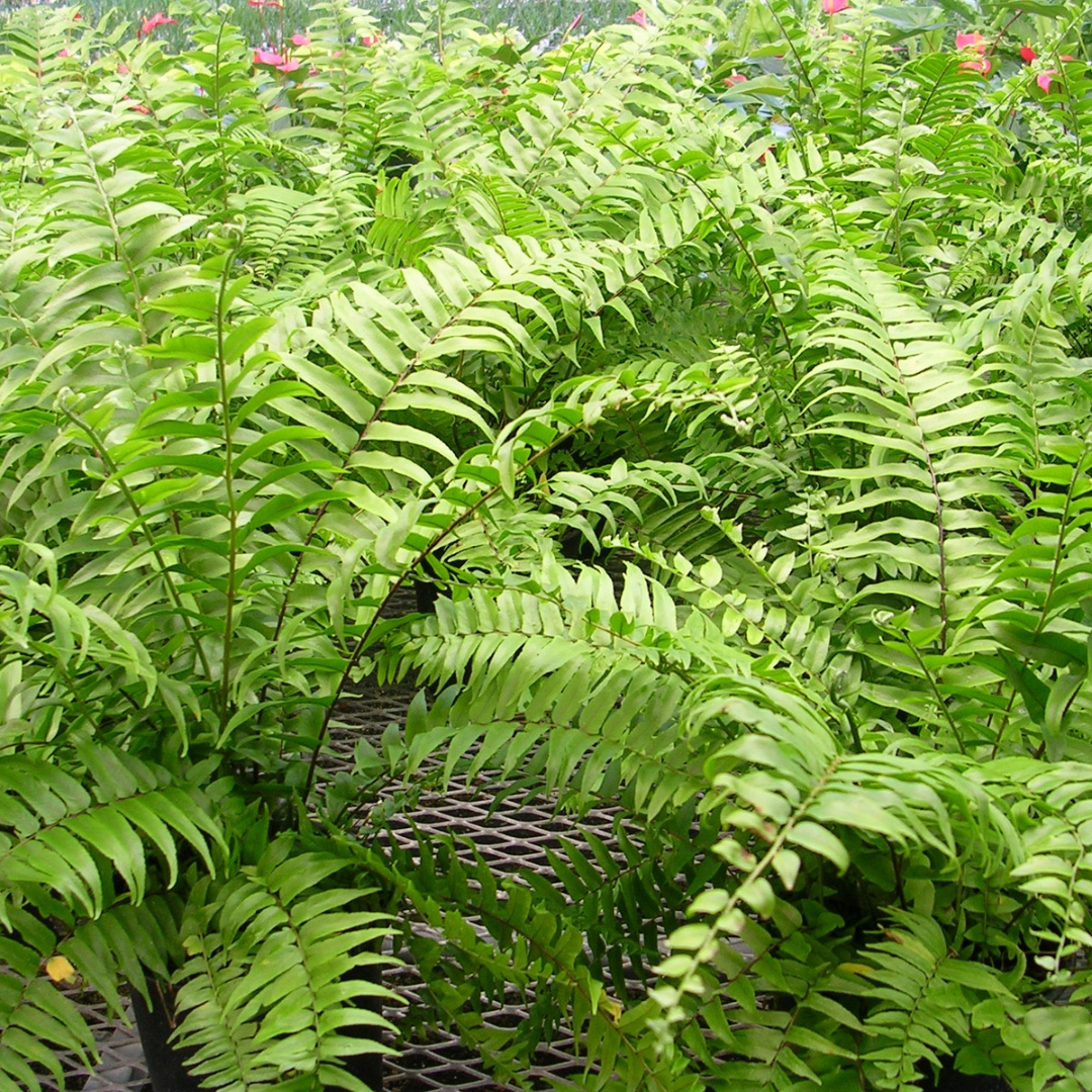 Fern Macho Fern Macho