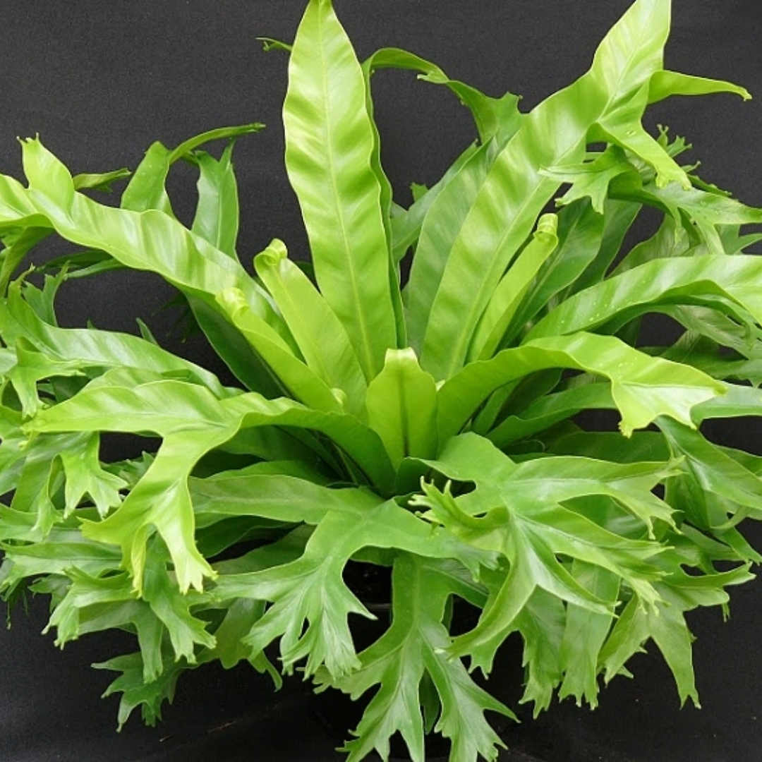 Bird Nest Fern - Crissie