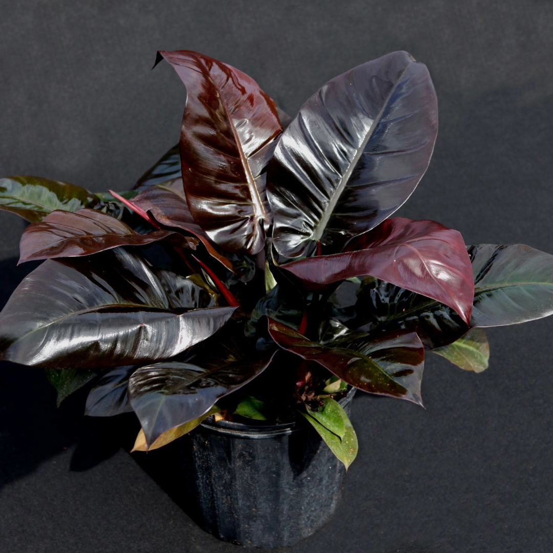 Philodendron black cardinal hybrid