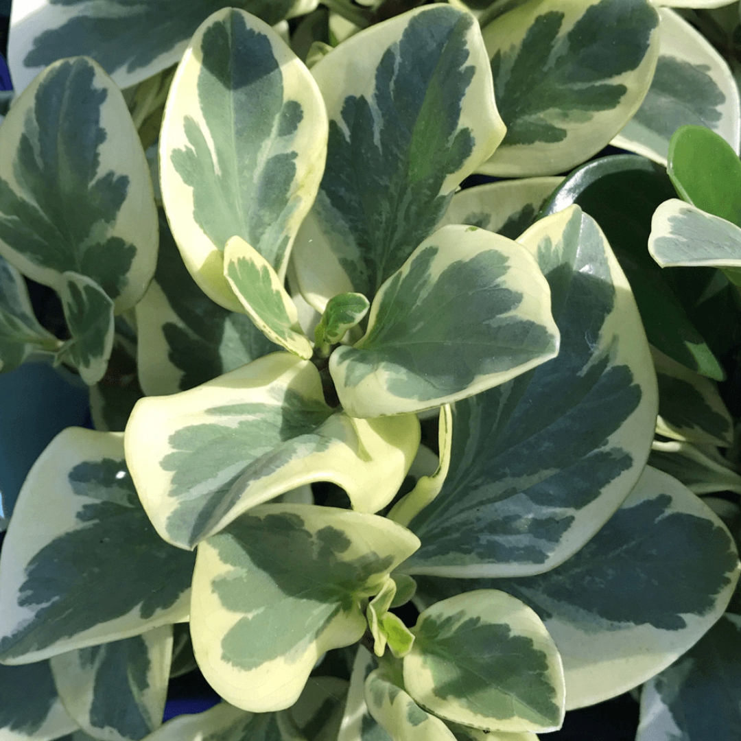 Peperomia Albomarginata