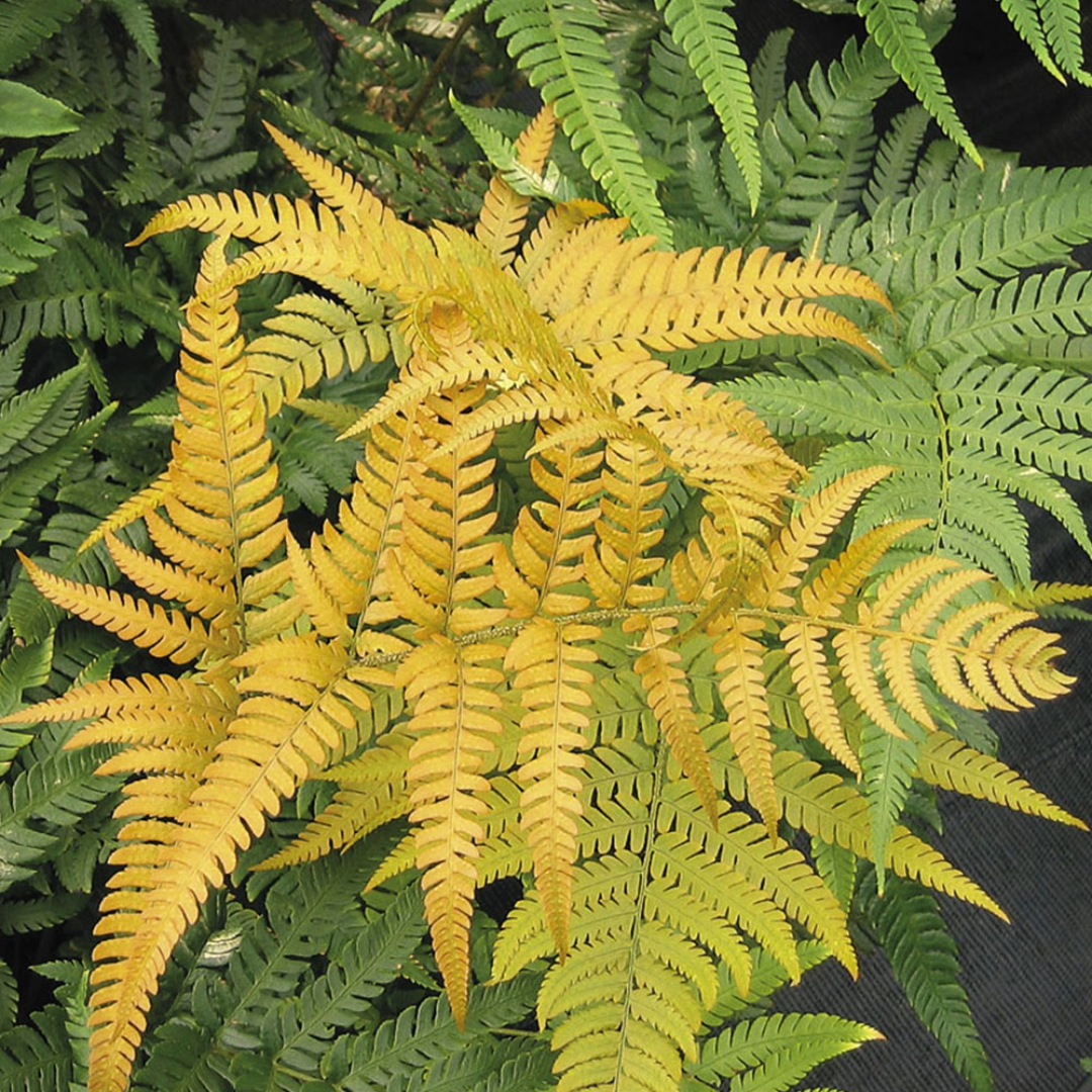 Fern Golden