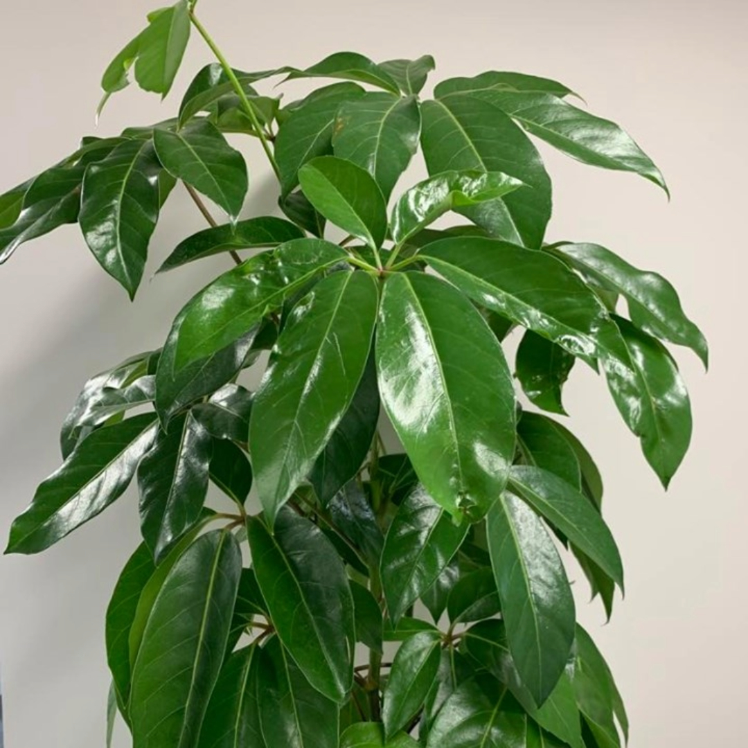 Schefflera Amate Schefflera Amate