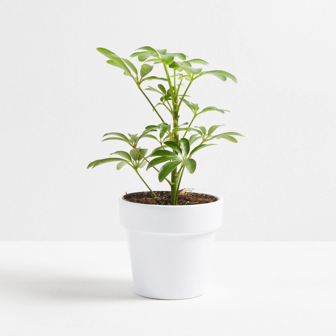 Schefflera Mini Green