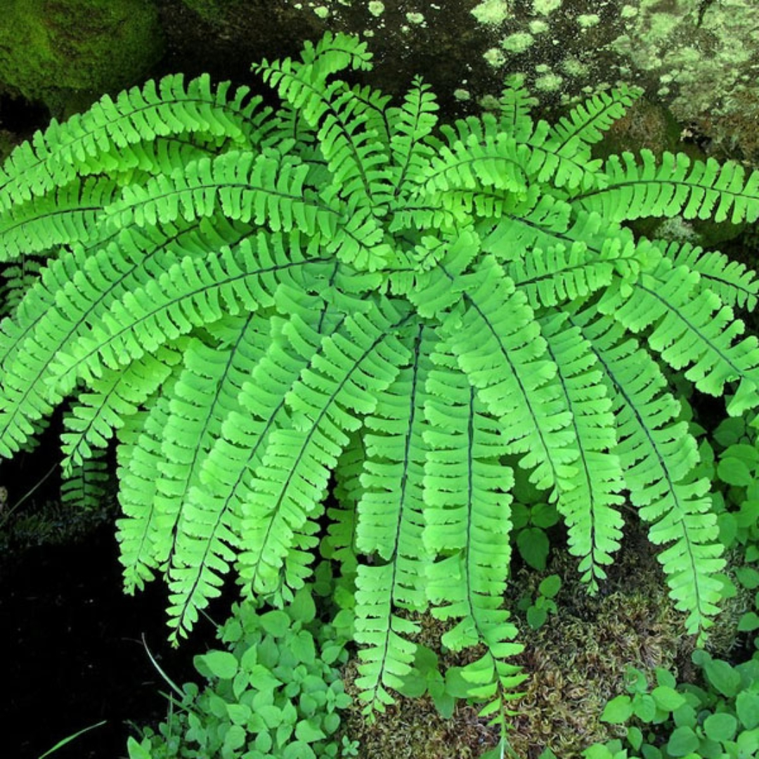 Finger Fern