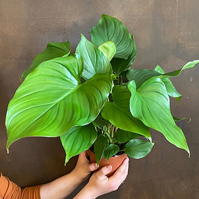 Homalomena Rubesence Maggy