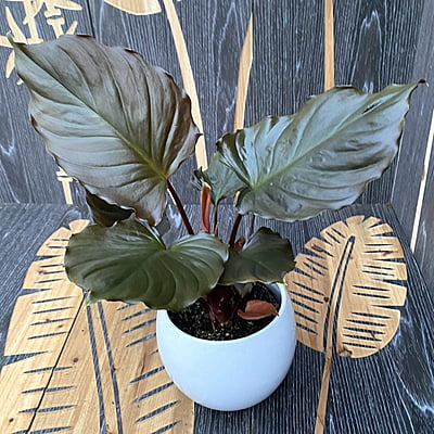 Homalomena Rubesence Red