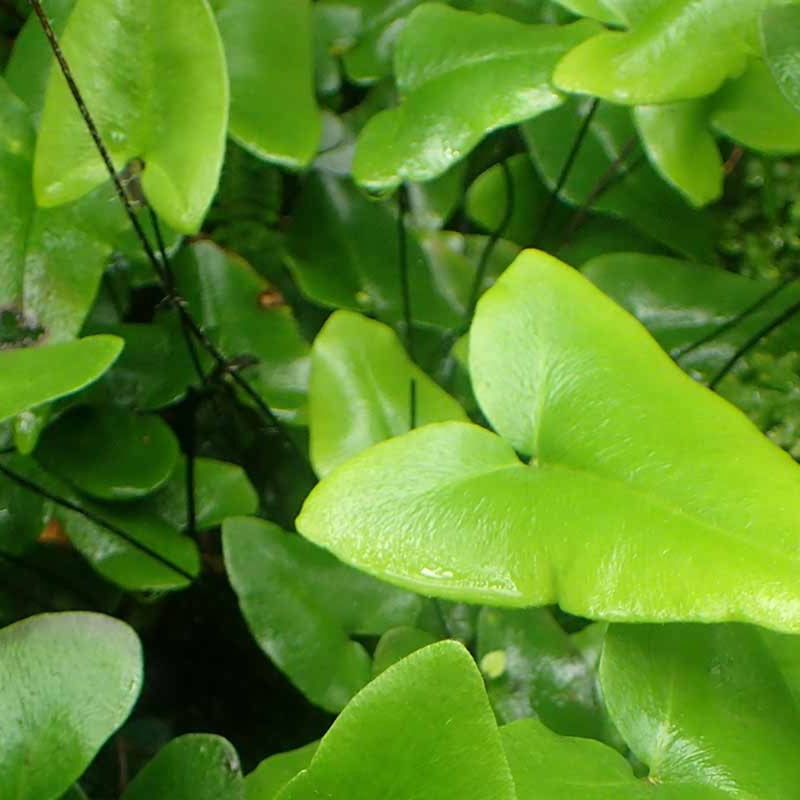 Heart Fern Heart Fern