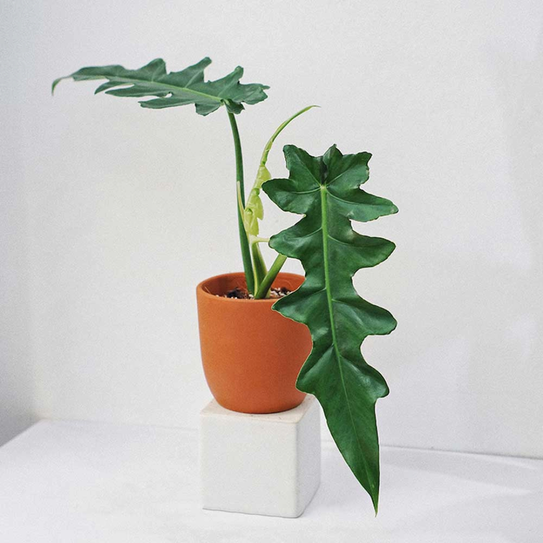 Philodendron Bob cee Philodendron Bob cee