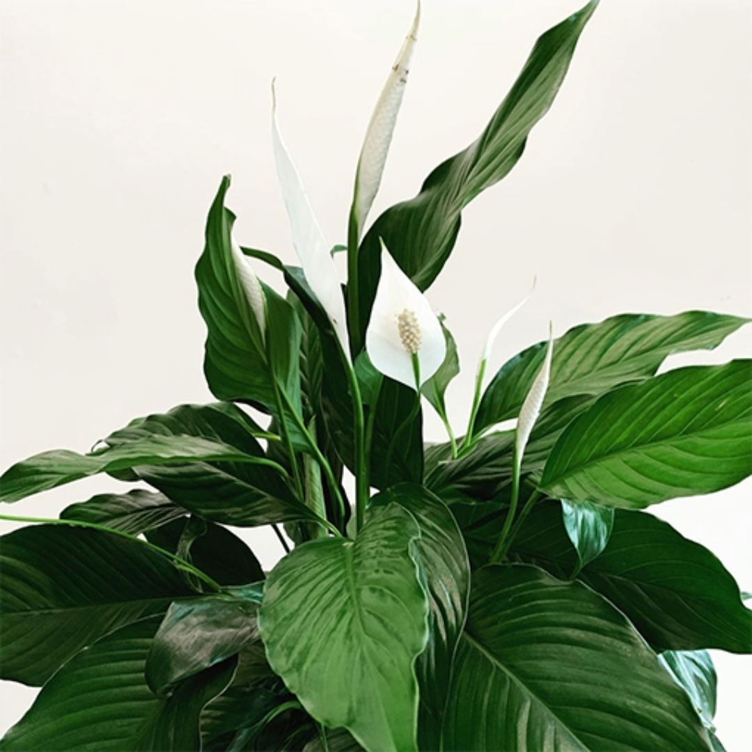 Spathiphyllum Stephanie Spathiphyllum Stephanie