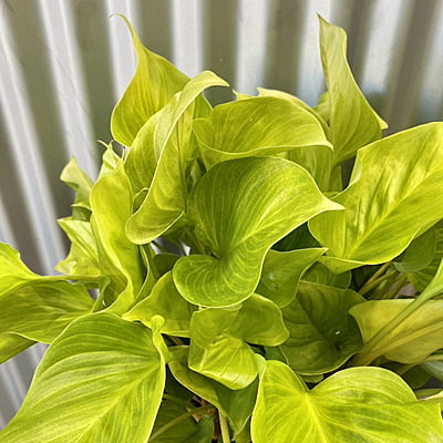 Homalomena Sunshine Gem