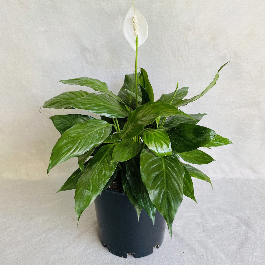 Spathiphyllum Super Petite