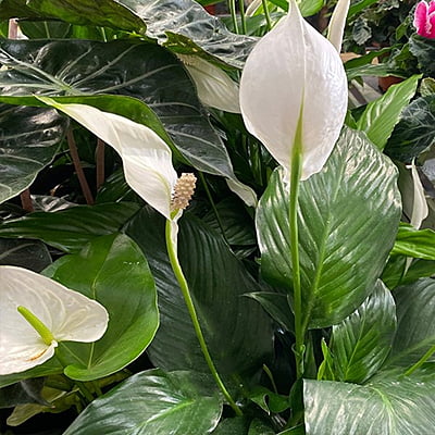 Spathiphyllum Sweet Chico