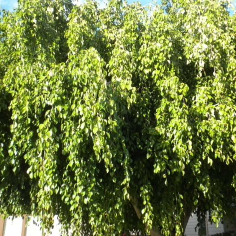 Ficus Nuda