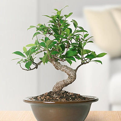 Ficus Bonsai