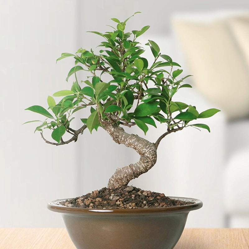 Ficus Bonsai