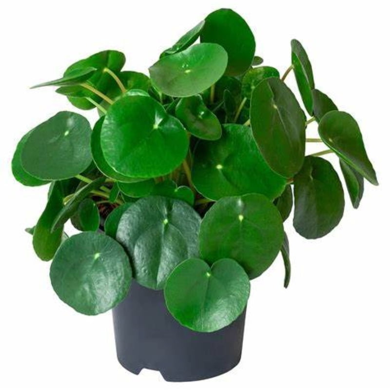 Pilea Peperomioides