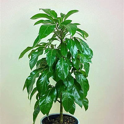 Schefflera Alpine