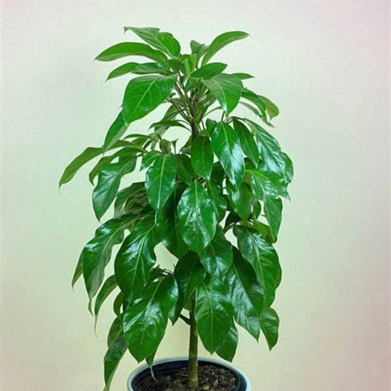Schefflera Alpine Schefflera Alpine