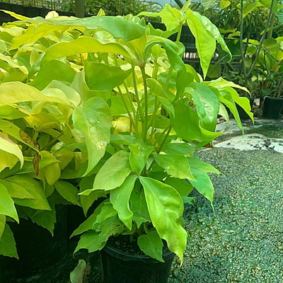 Schefflera Amate Soliel