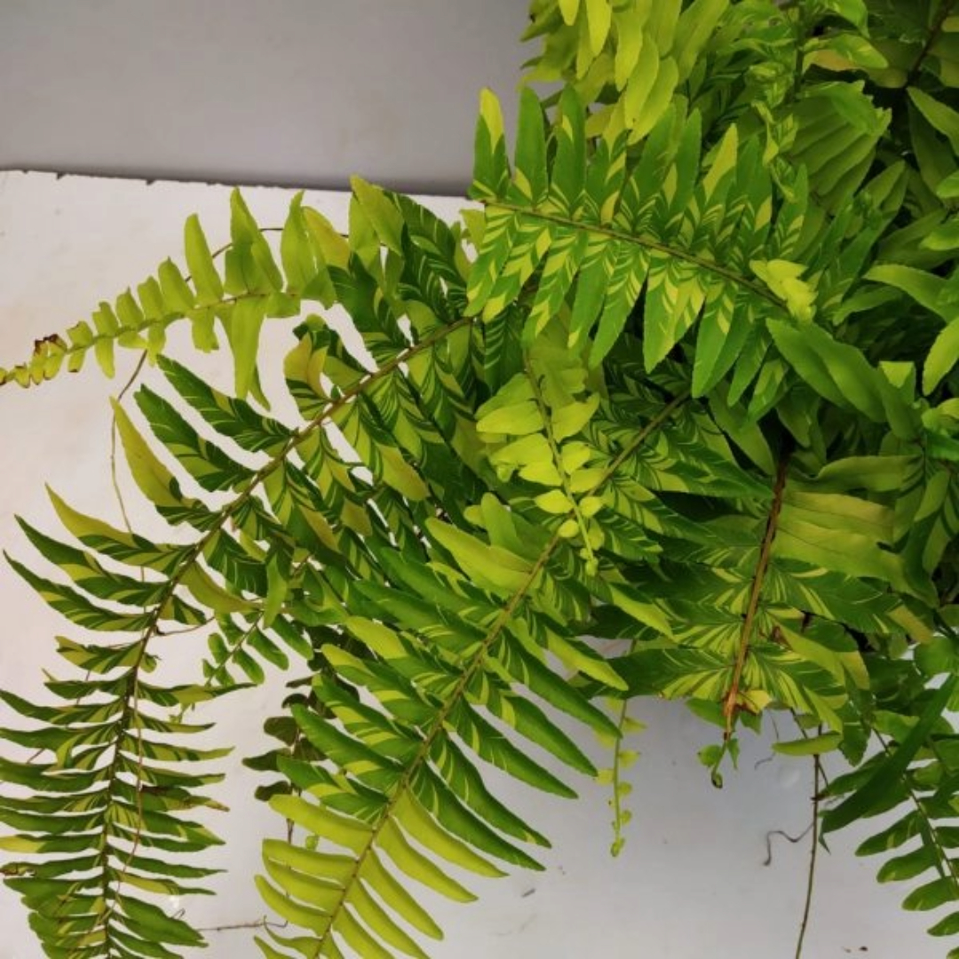 Fern Variegated