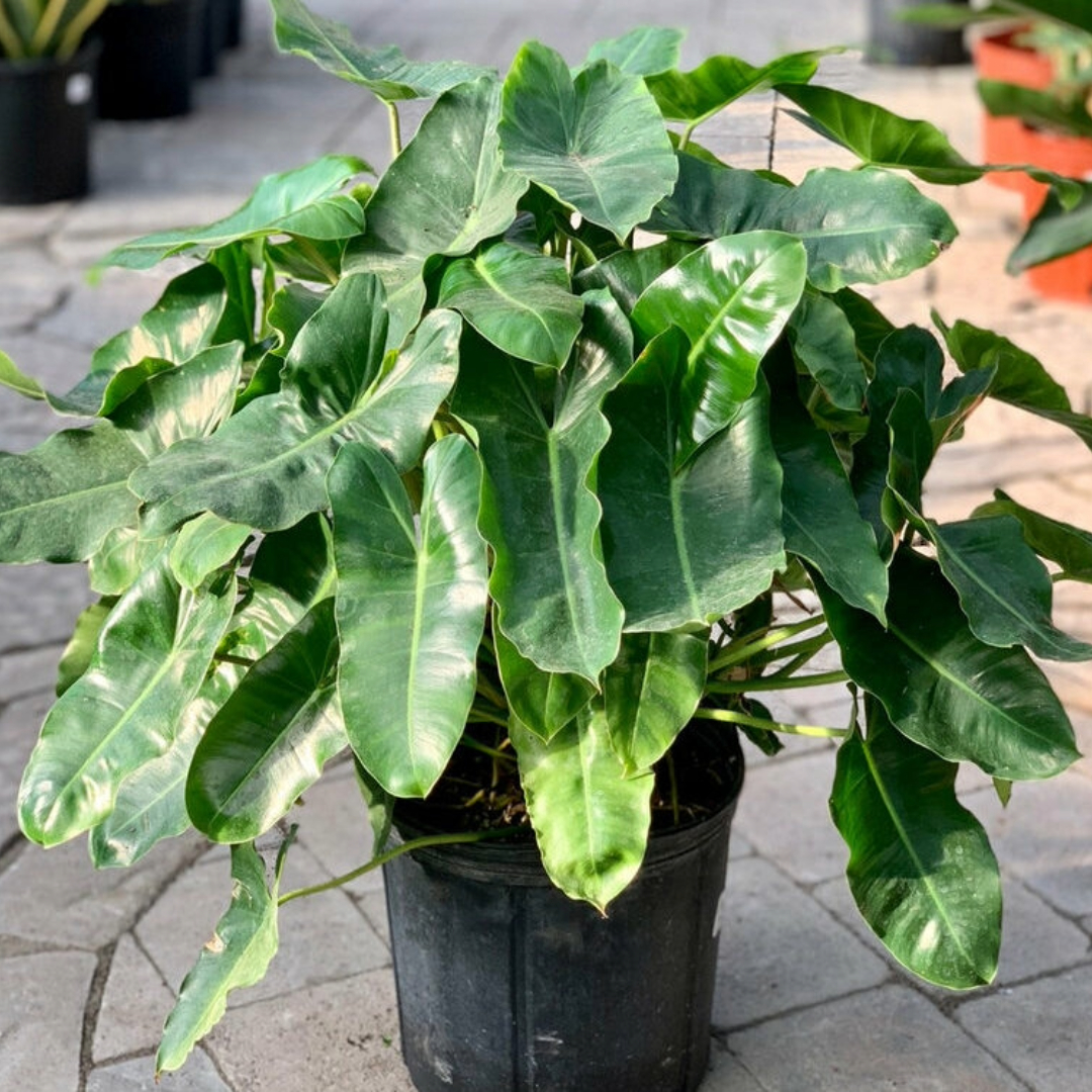 Philodendron burlemax