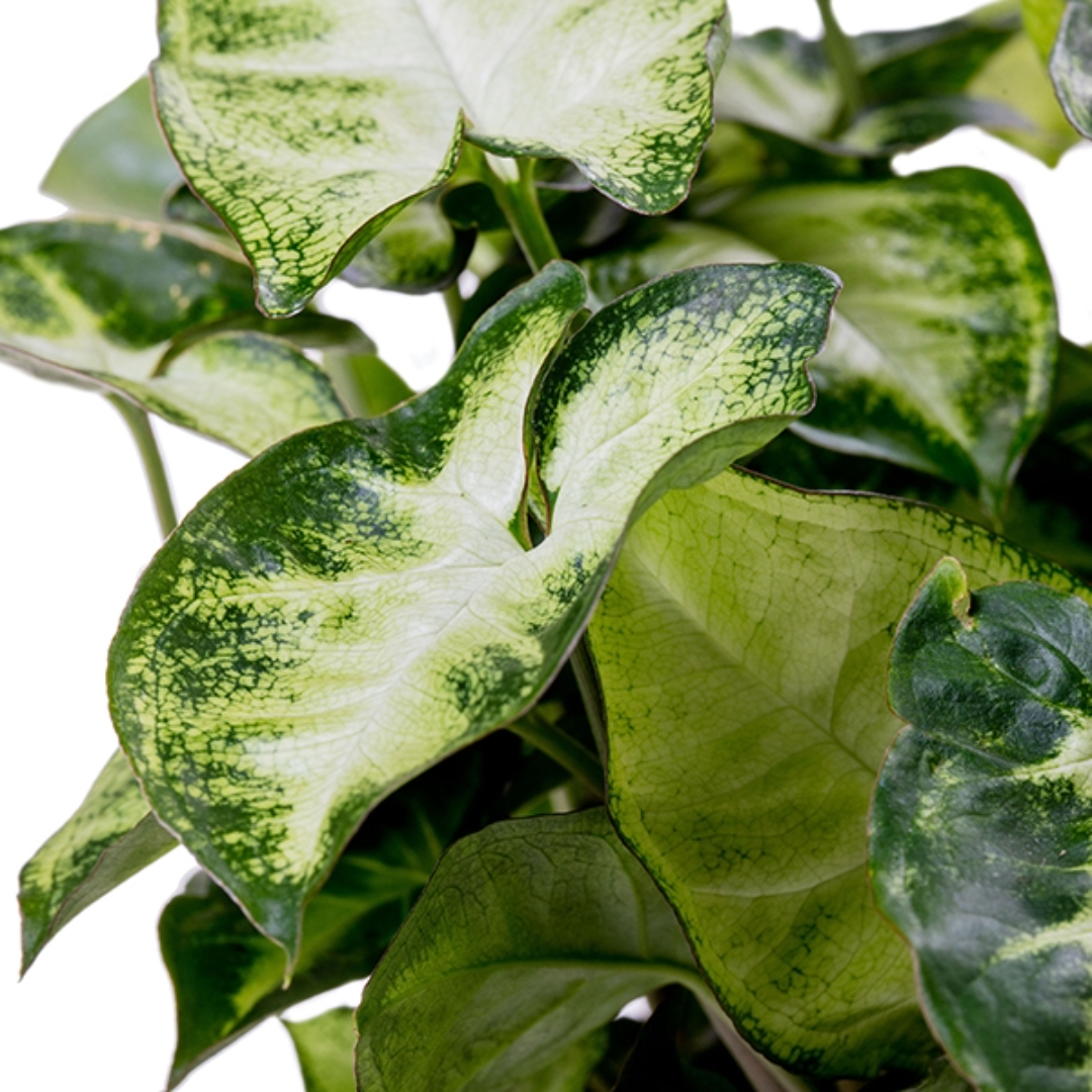 Syngonium Pixie Syngonium Pixie