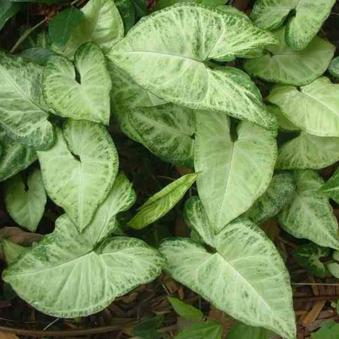 Syngonium White Butterfly