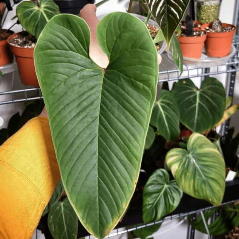 Anthurium Amnicola Hybrids Anthurium Amnicola Hybrids