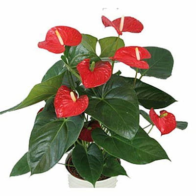 Anthurium Andreanum
