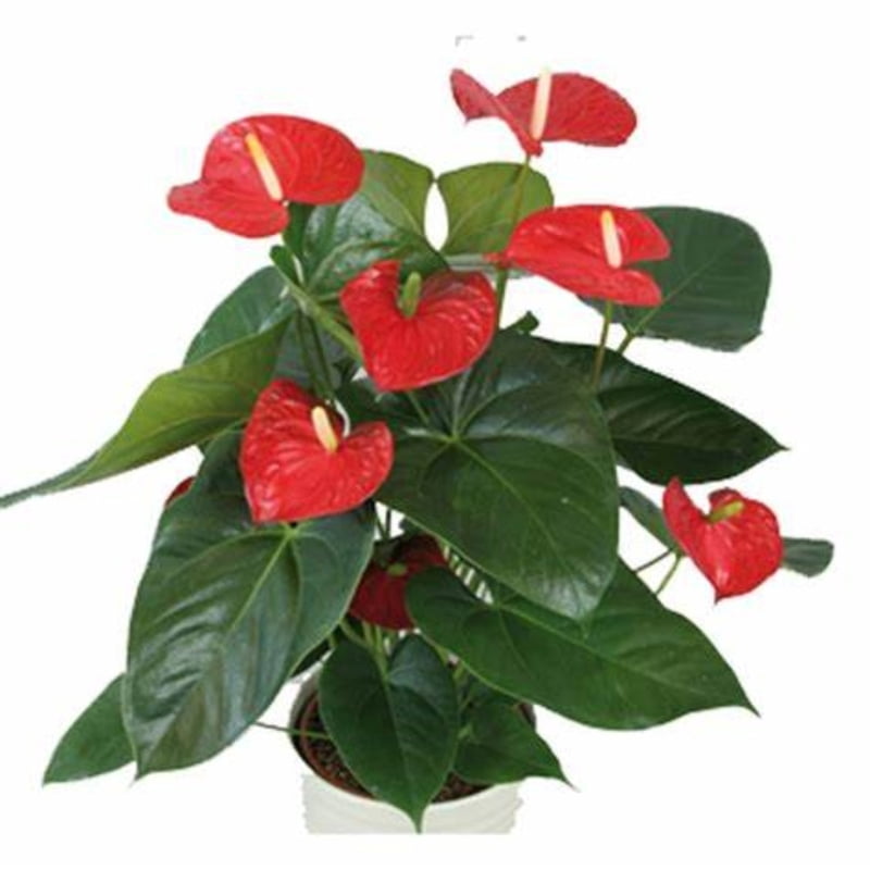 Anthurium Andreanum Anthurium Andreanum