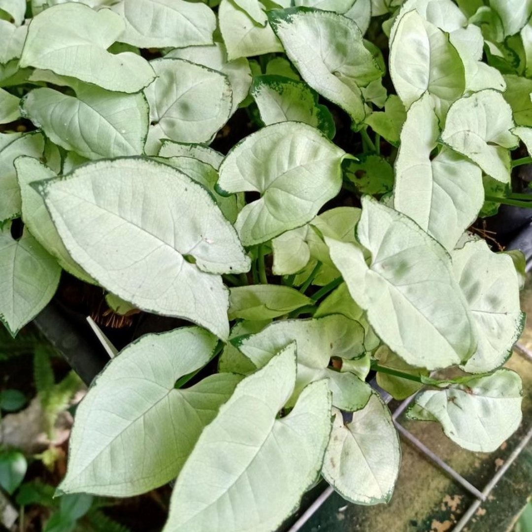 Syngonium Silver Pearl Syngonium Silver Pearl