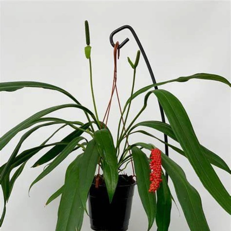 Anthurium Bakeri Anthurium Bakeri